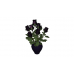 Vase of Black Flowers